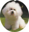 snoopy.JPG (226701 bytes)